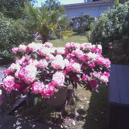 Les Arums De Fondeminjean