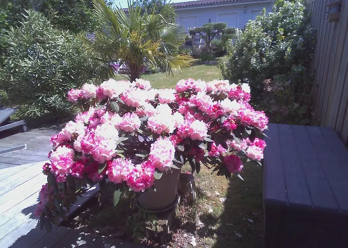 Les Arums De Fondeminjean